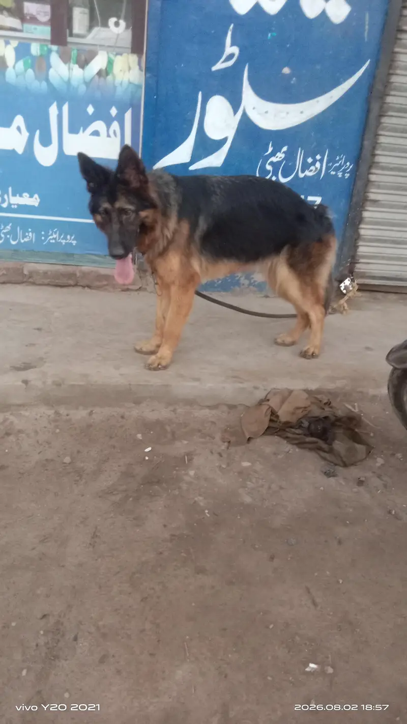 German shepard female — photo 2