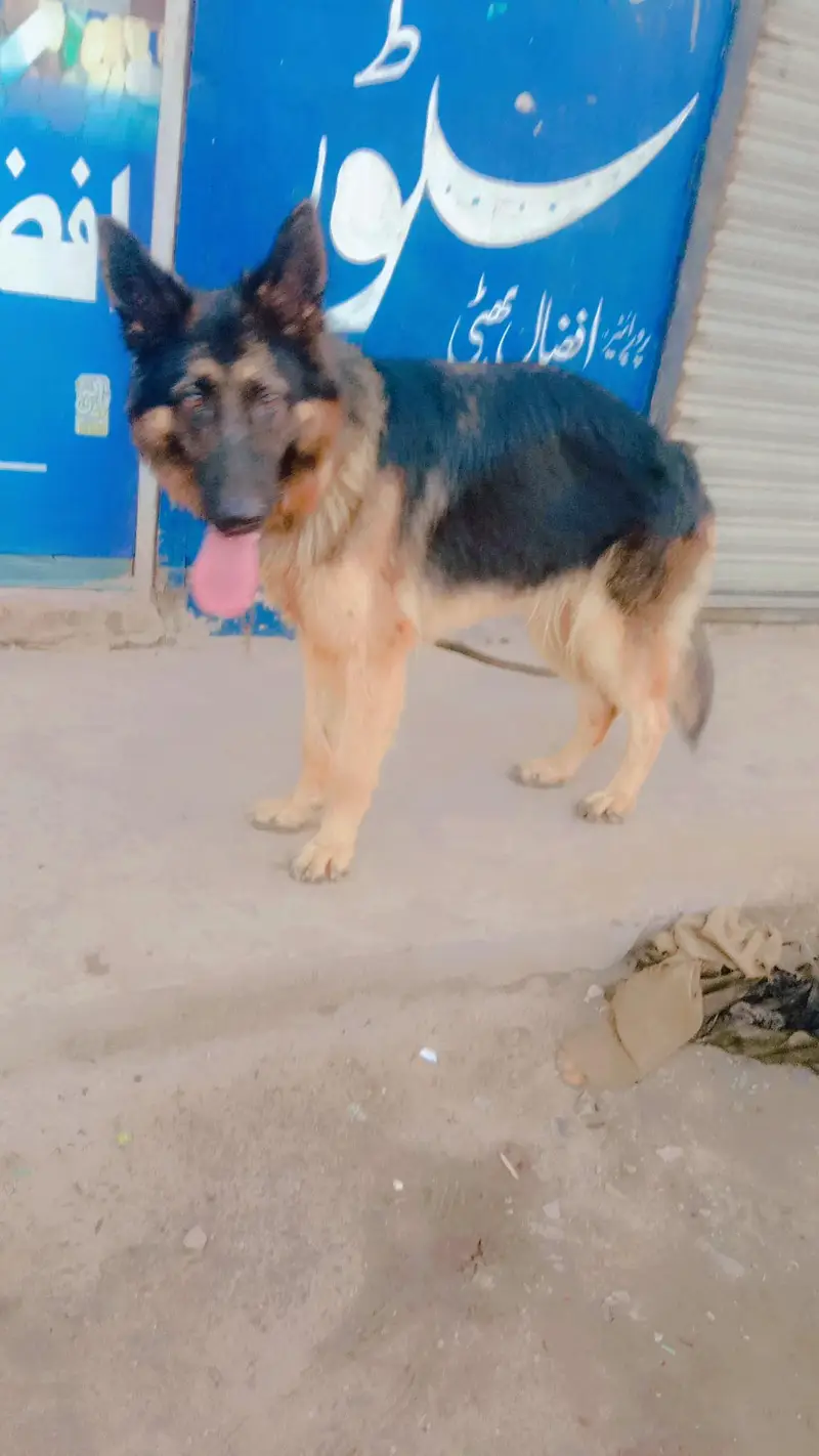 German shepard female — photo 3