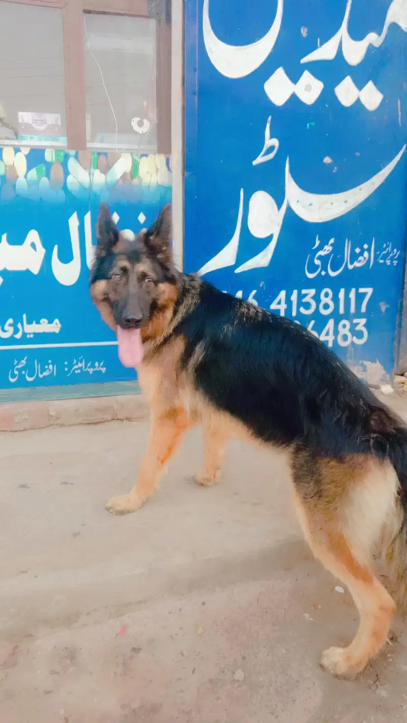 German shepard female — photo 4
