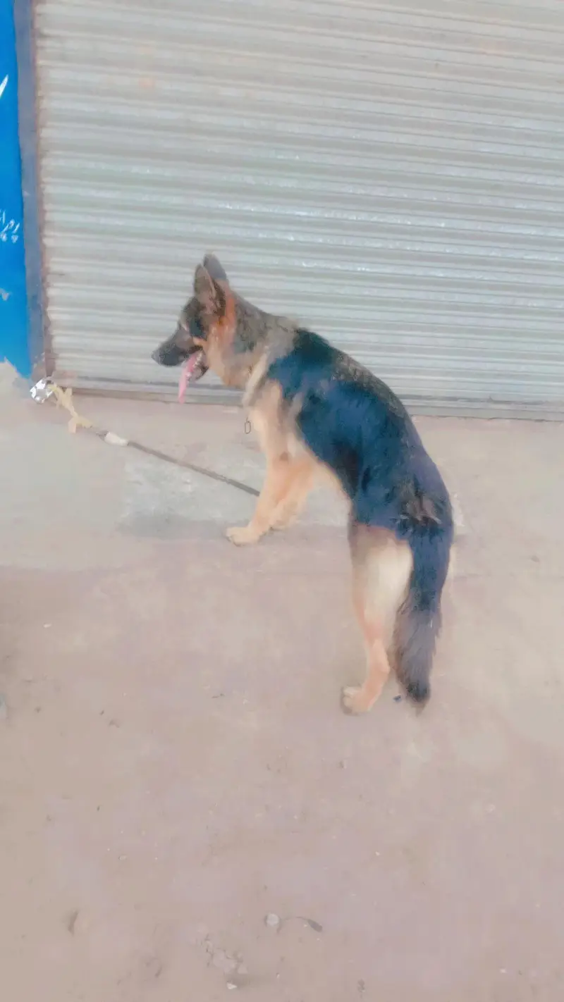 German shepard female — photo 5