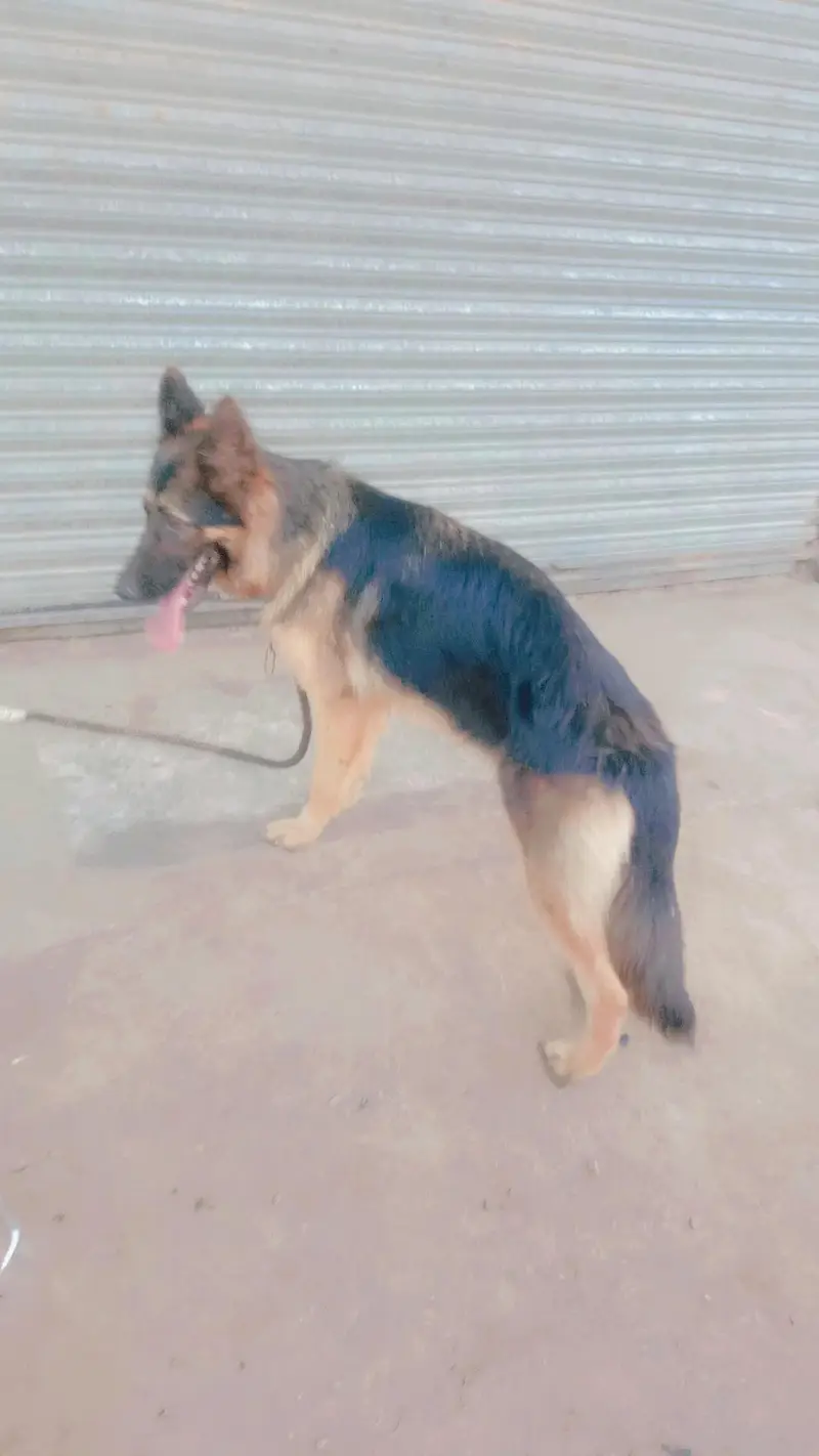 German shepard female — photo 6