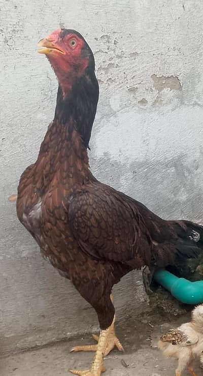hen aseel