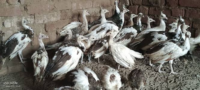 peacock chicks sale | peafowl peacock chicks | مور چکس سیل