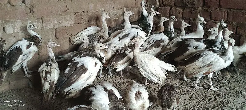 peacock chicks sale | peafowl peacock chicks | مور چکس سیل