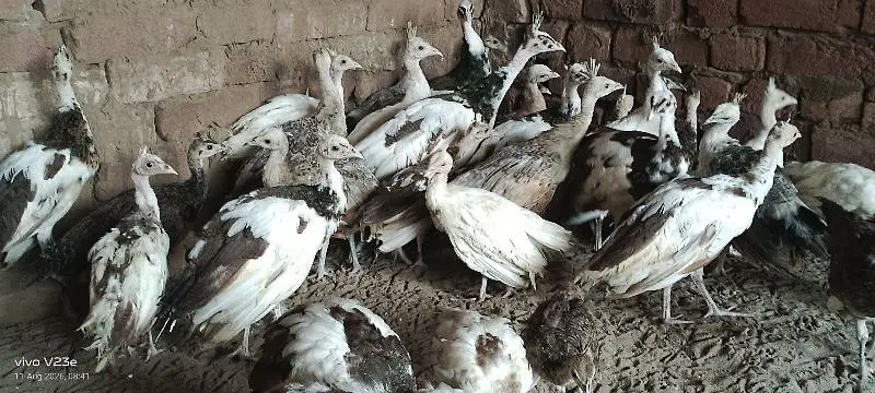 peacock chicks sale | peafowl peacock chicks | مور چکس سیل — photo 2