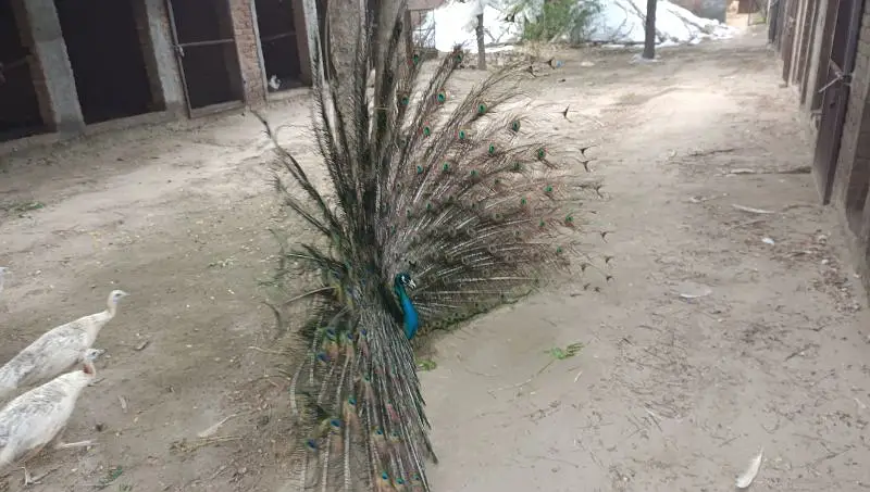 peacock chicks sale | peafowl peacock chicks | مور چکس سیل — photo 3