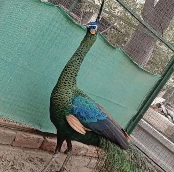 peacock chicks sale | peafowl peacock chicks | مور چکس سیل — photo 4