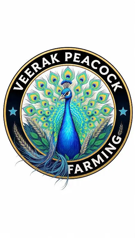 peacock chicks sale | peafowl peacock chicks | مور چکس سیل — photo 5