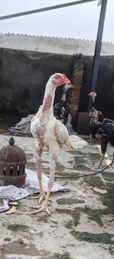 Aseel chickens for sale in low price