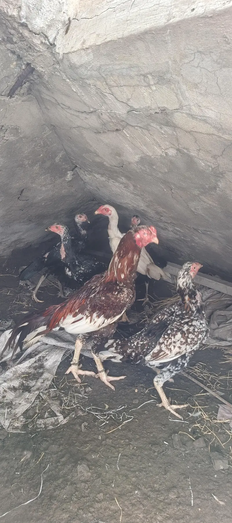 Aseel chickens for sale in low price — photo 2