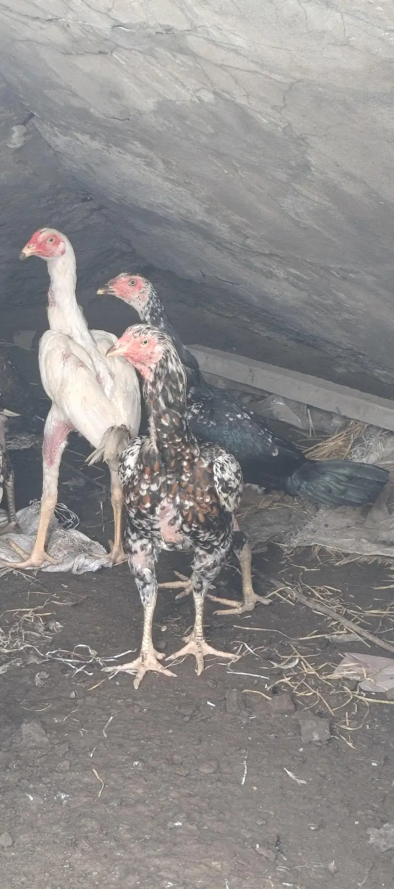 Aseel chickens for sale in low price — photo 3