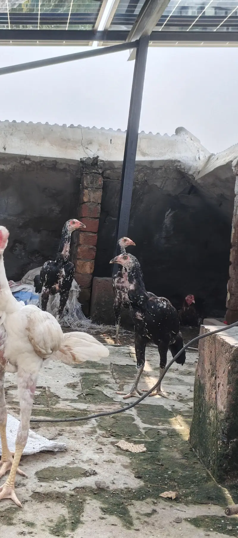 Aseel chickens for sale in low price — photo 4