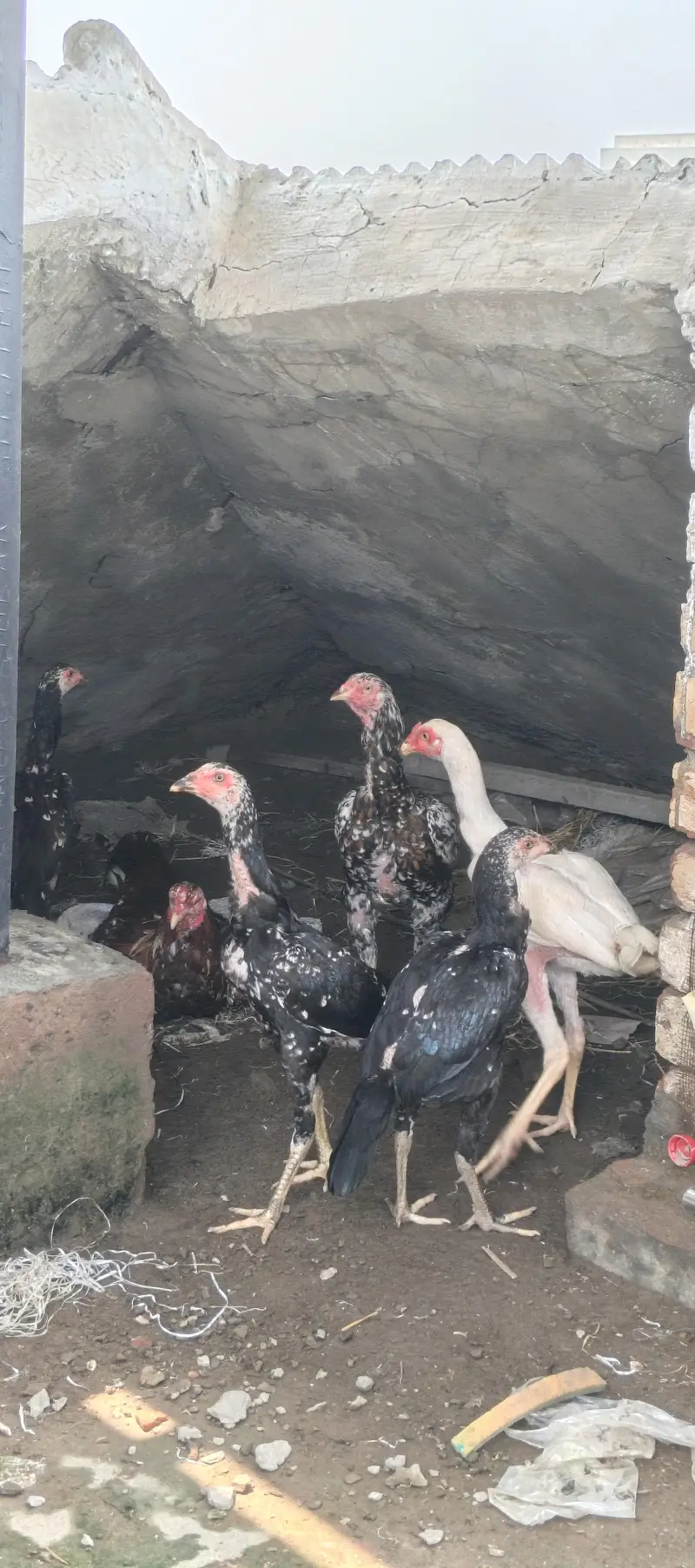 Aseel chickens for sale in low price — photo 5