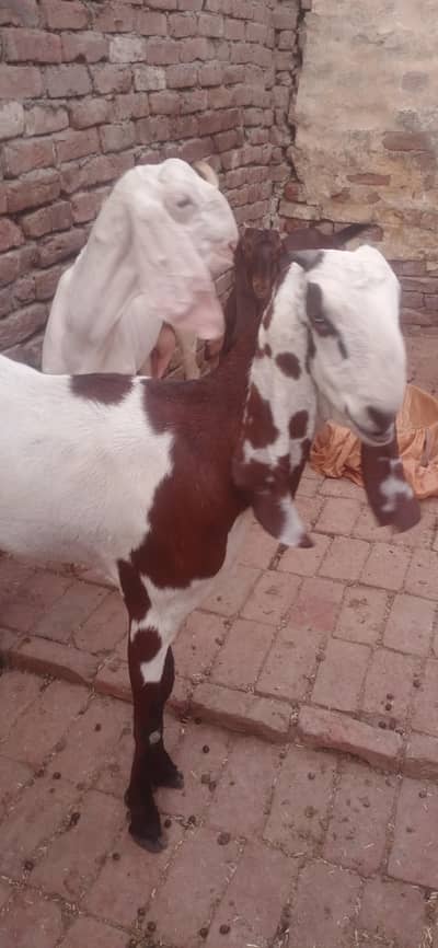 total 9 January Bakre bhi hain bakriyan  WhatsApp number03236034374