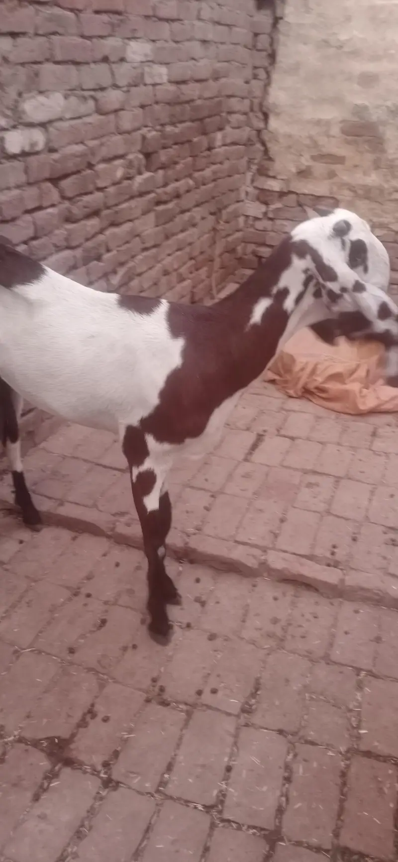 total 9 January Bakre bhi hain bakriyan  WhatsApp number03236034374 — photo 2