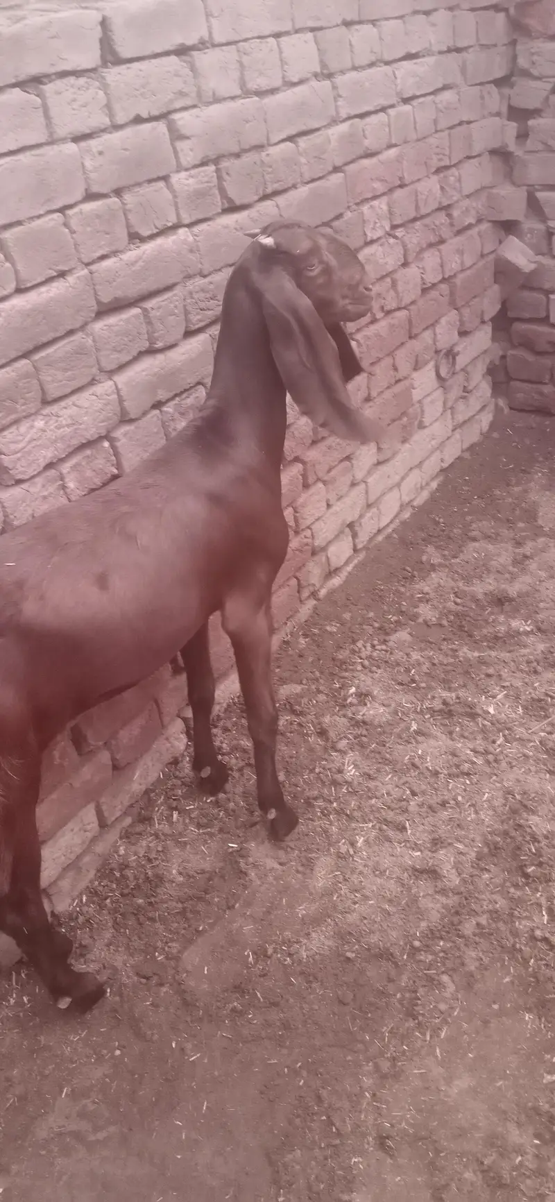 total 9 January Bakre bhi hain bakriyan  WhatsApp number03236034374 — photo 4