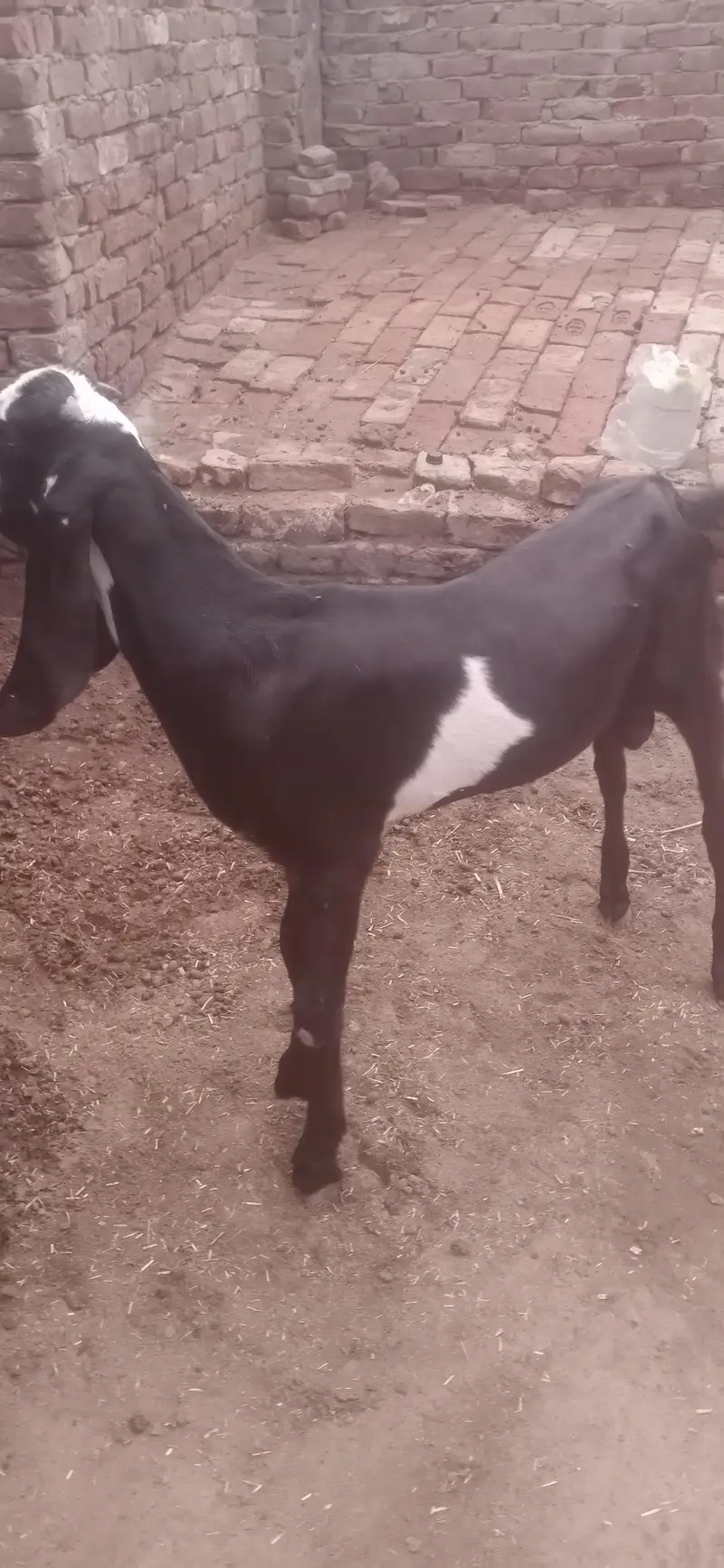 total 9 January Bakre bhi hain bakriyan  WhatsApp number03236034374 — photo 5
