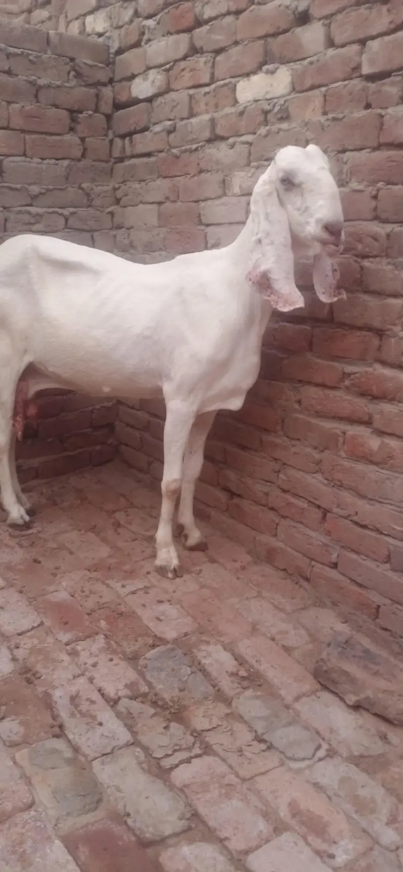 total 9 January Bakre bhi hain bakriyan  WhatsApp number03236034374 — photo 6