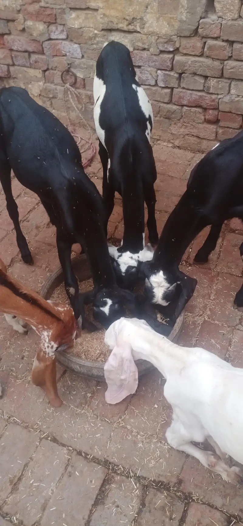 total 9 January Bakre bhi hain bakriyan  WhatsApp number03236034374 — photo 9