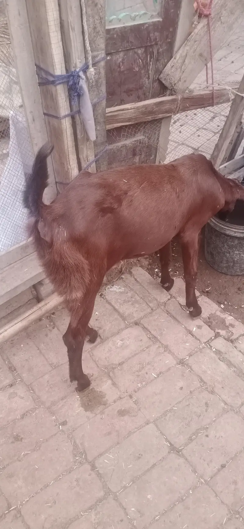 total 9 January Bakre bhi hain bakriyan  WhatsApp number03236034374 — photo 10