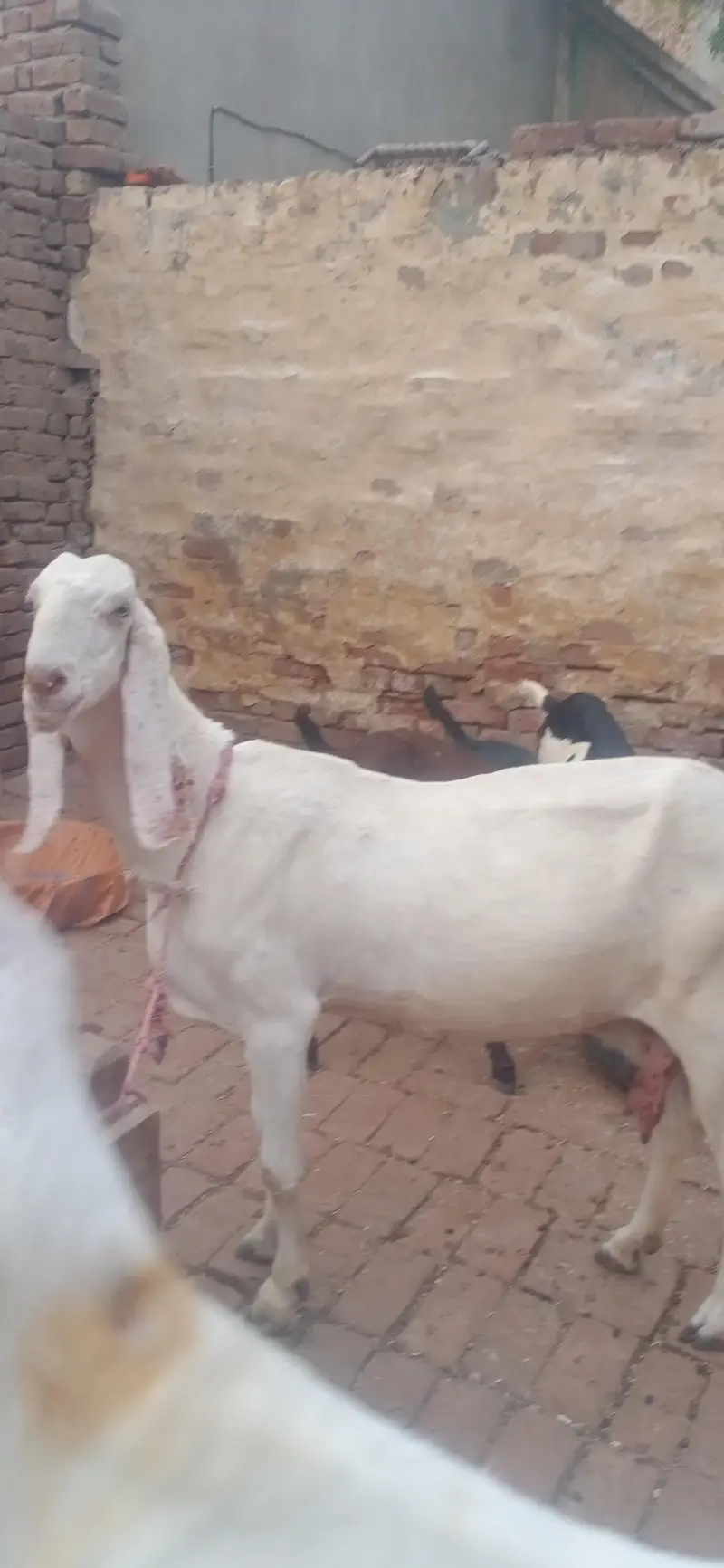 total 9 January Bakre bhi hain bakriyan  WhatsApp number03236034374 — photo 11