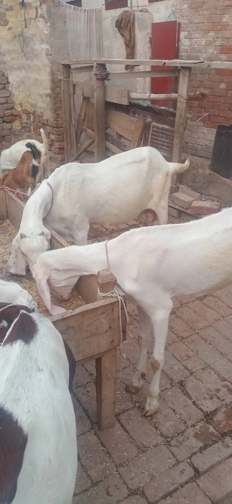 total 9 January Bakre bhi hain bakriyan  WhatsApp number03236034374 — photo 12