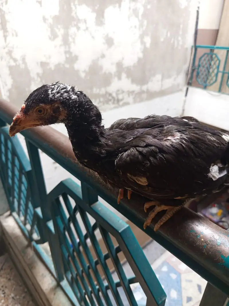 aseel mianwali pair sale — photo 3