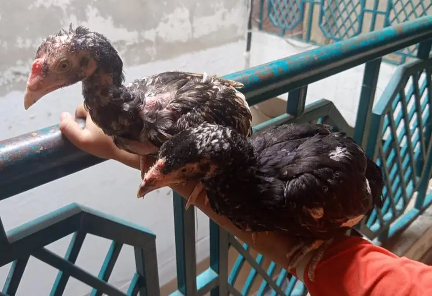 aseel mianwali pair sale — photo 4