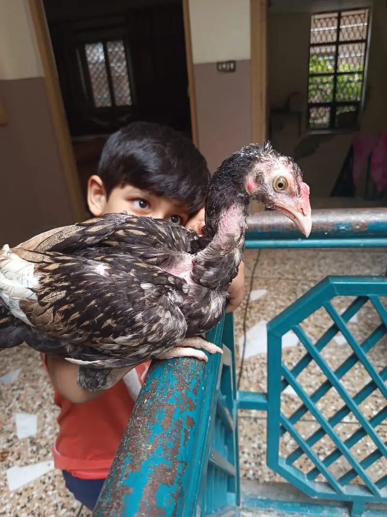 aseel mianwali pair sale — photo 5