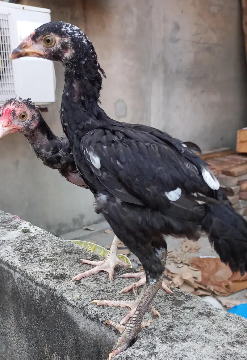 aseel mianwali pair sale — photo 8
