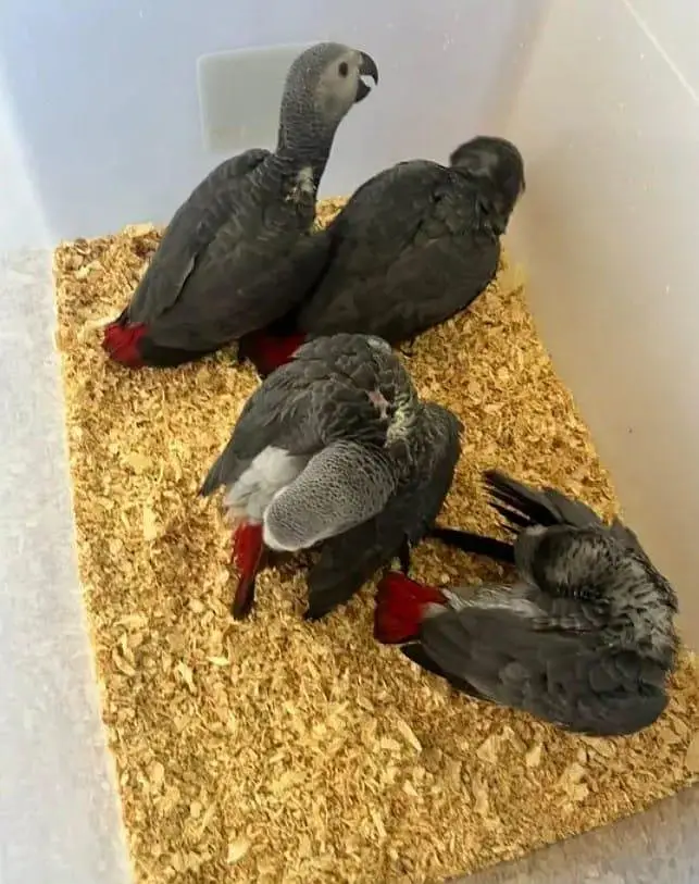 African grey parrot cheeks for sale 0335=1141=179 — photo 2