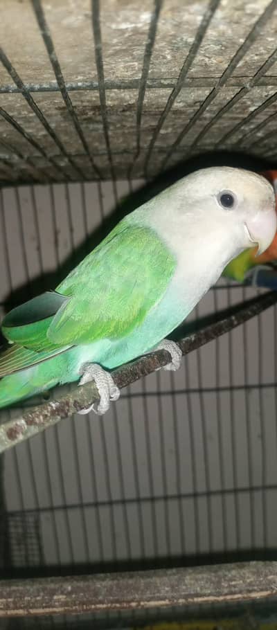 lovebird, fisher & lutino