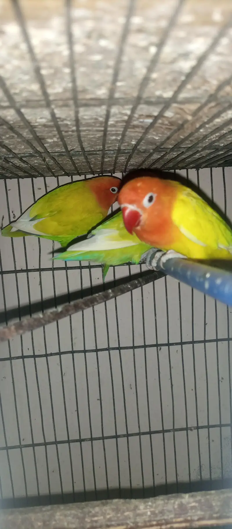 lovebird, fisher & lutino — photo 2