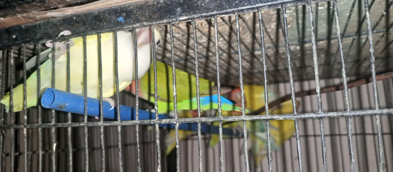 lovebird, fisher & lutino — photo 3