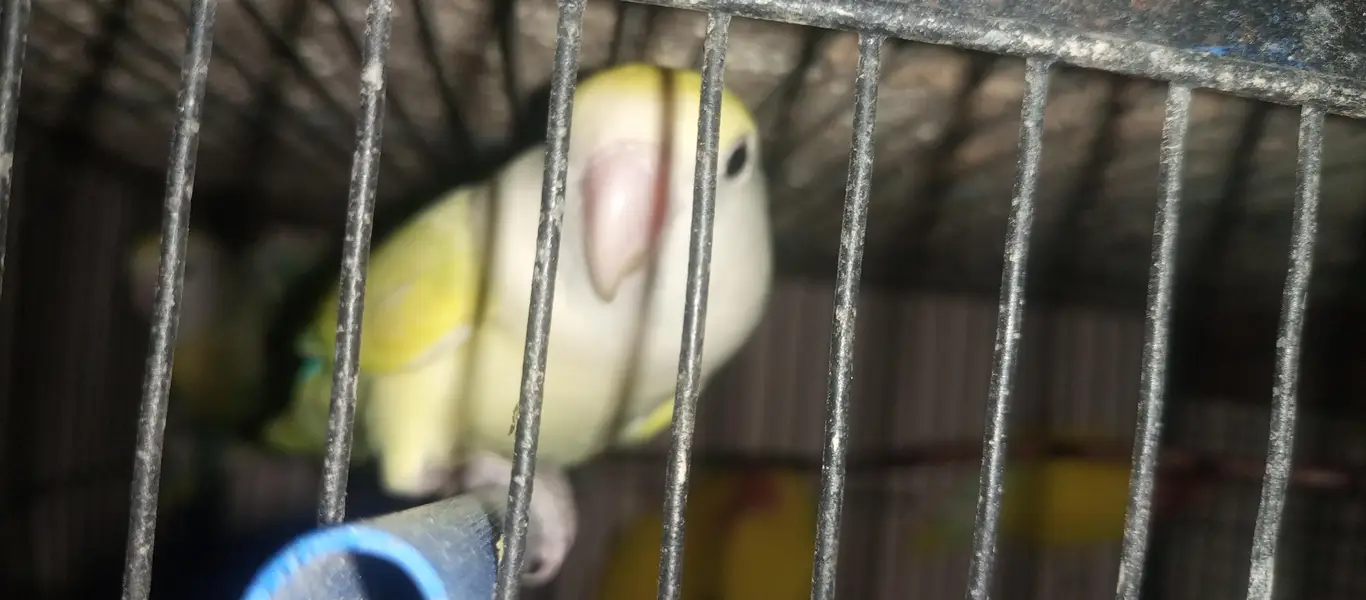 lovebird, fisher & lutino — photo 4