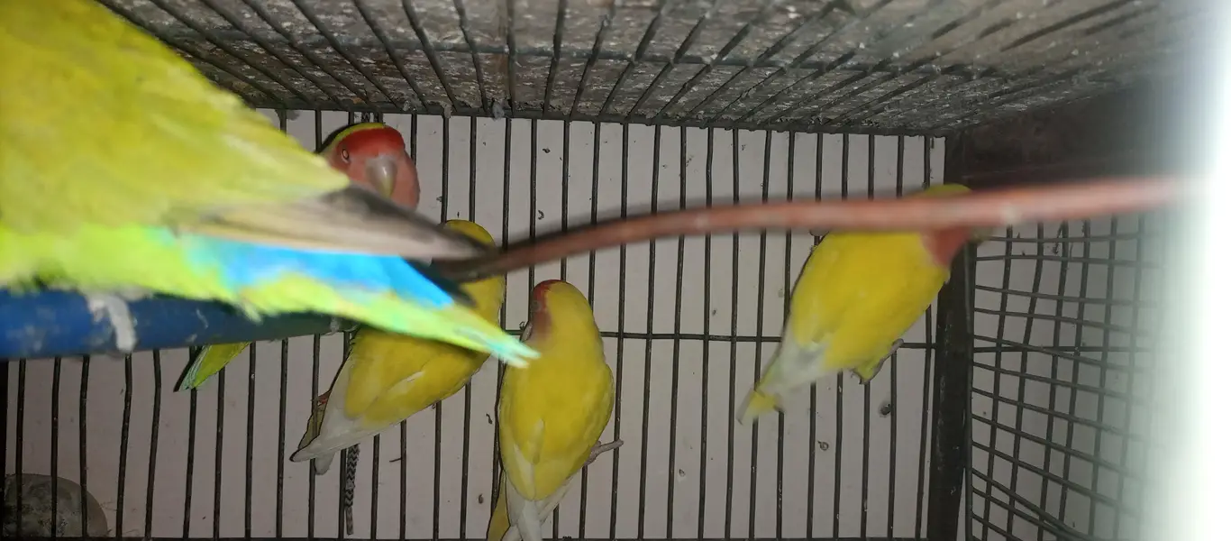 lovebird, fisher & lutino — photo 5