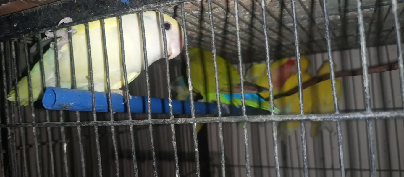 lovebird, fisher & lutino — photo 6