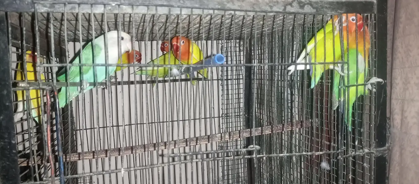 lovebird, fisher & lutino — photo 7