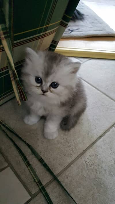 Male kitten