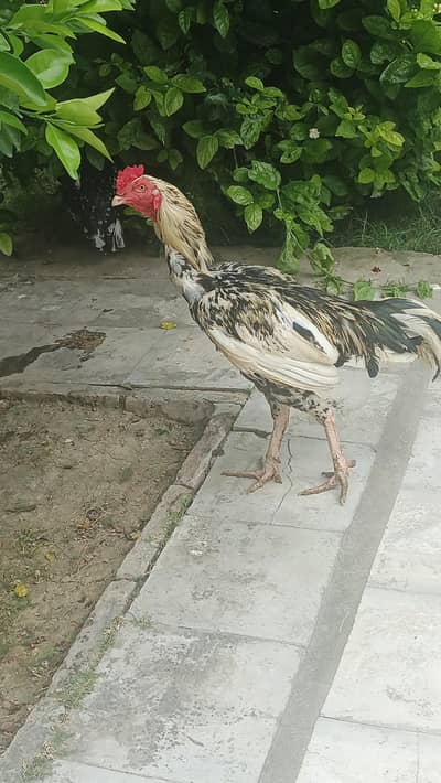 Aseel murgha