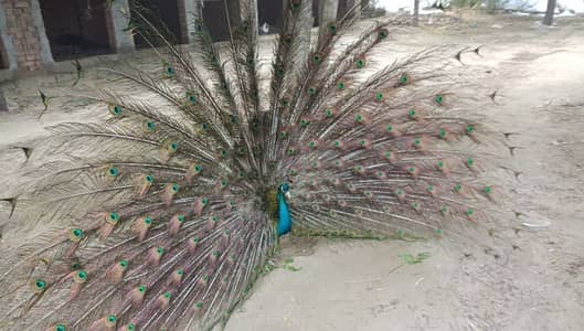 in peacock Kay chicks for sale ha |مور کے زیرو سائز بچے مل جاۓ گا |