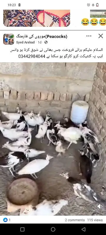 in peacock Kay chicks for sale ha |مور کے زیرو سائز بچے مل جاۓ گا | — photo 2