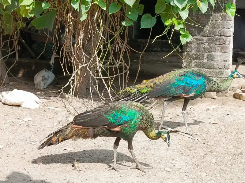 in peacock Kay chicks for sale ha |مور کے زیرو سائز بچے مل جاۓ گا | — photo 3