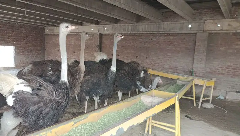 in peacock Kay chicks for sale ha |مور کے زیرو سائز بچے مل جاۓ گا | — photo 4