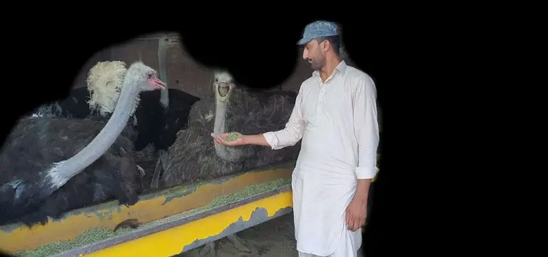 in peacock Kay chicks for sale ha |مور کے زیرو سائز بچے مل جاۓ گا | — photo 6