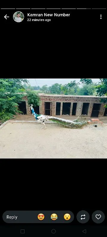 in peacock Kay chicks for sale ha |مور کے زیرو سائز بچے مل جاۓ گا | — photo 7
