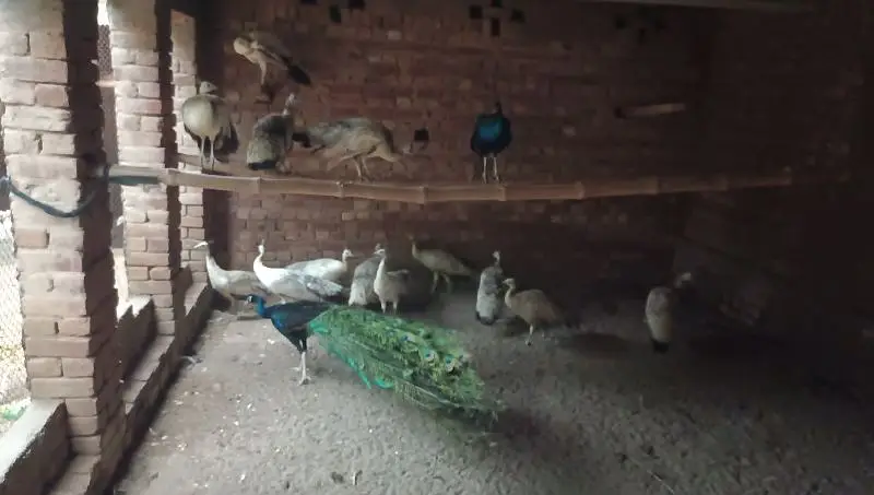 in peacock Kay chicks for sale ha |مور کے زیرو سائز بچے مل جاۓ گا | — photo 8