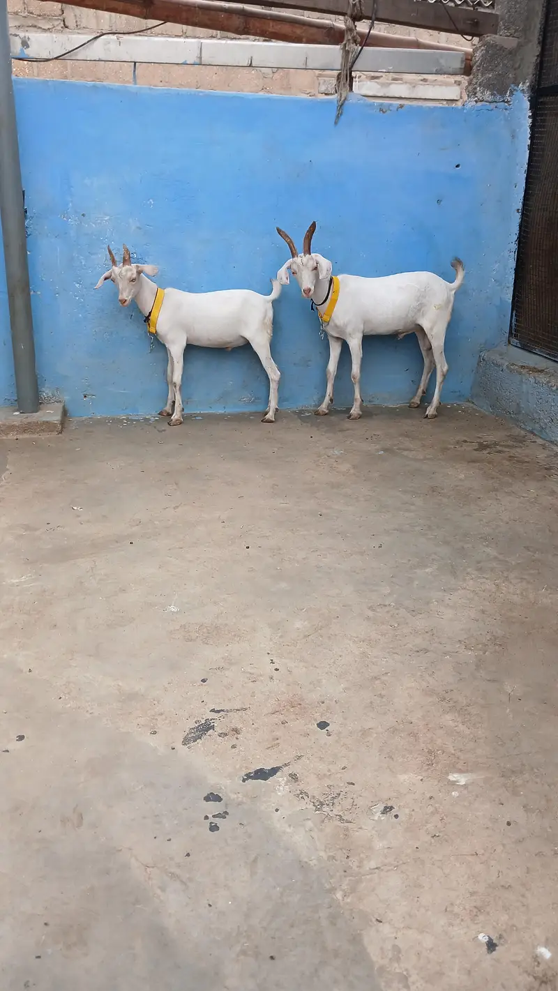 pure hyderabadi tapry bkry — photo 2