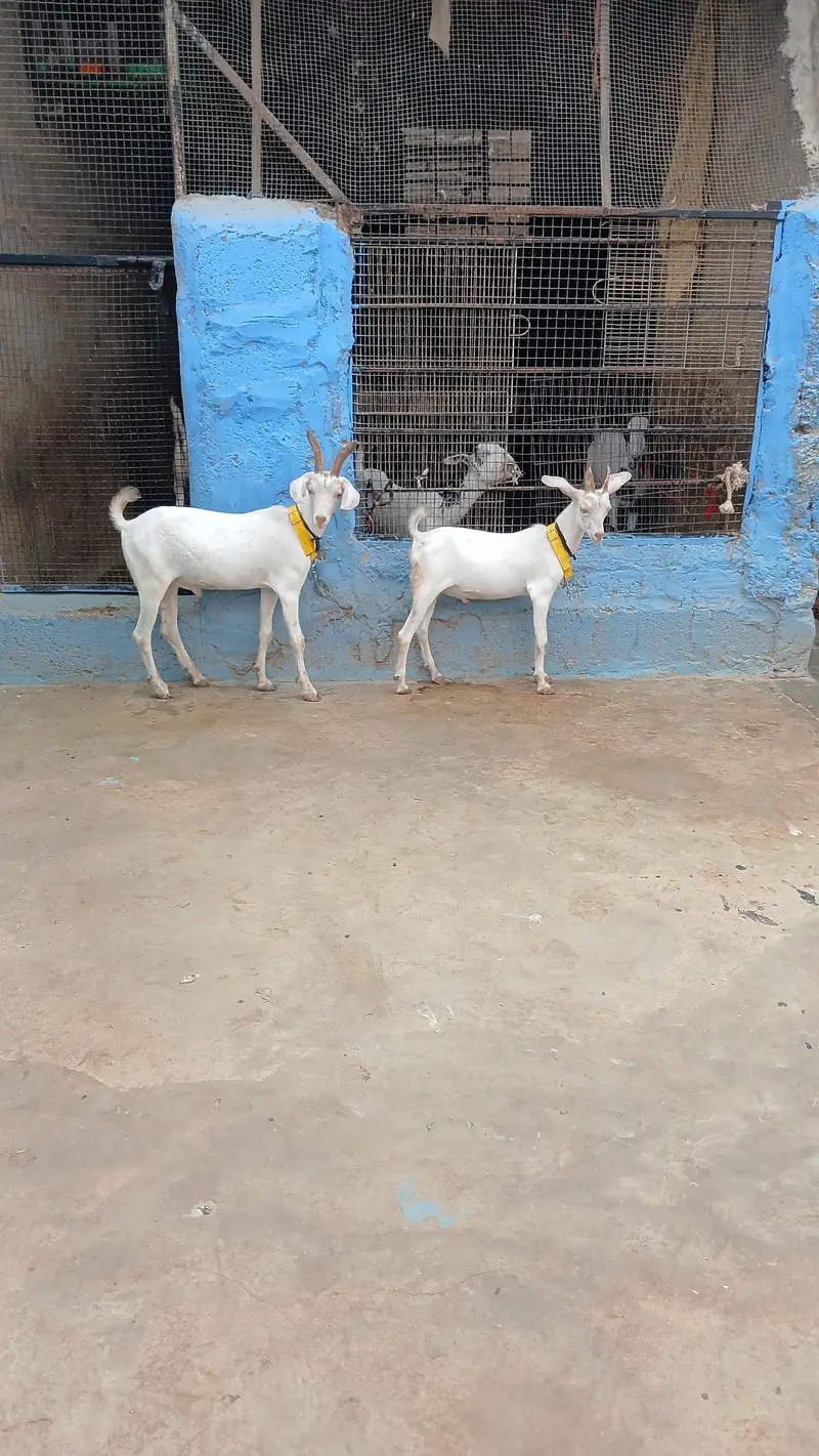 pure hyderabadi tapry bkry — photo 3