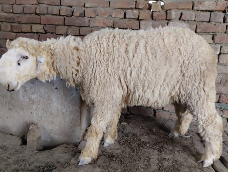 چھتراپیور مندرہ Mundra Chatra 0